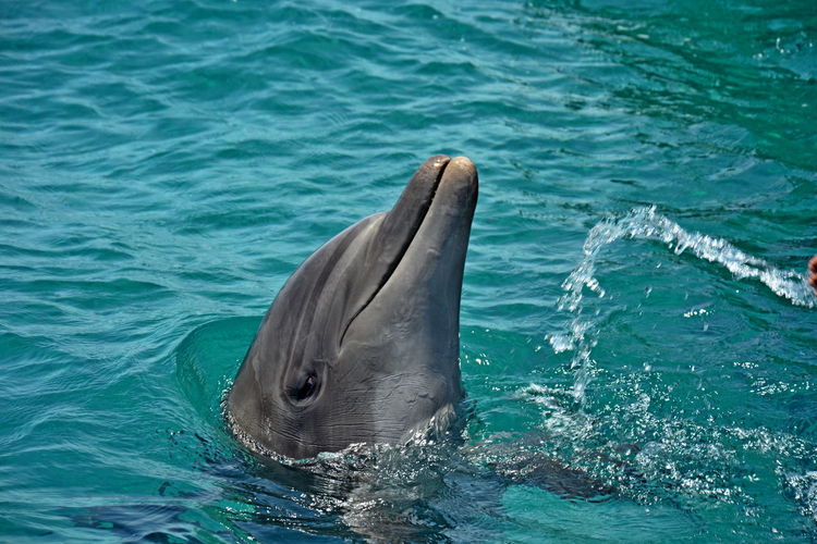 View of dolphine in swimming pool