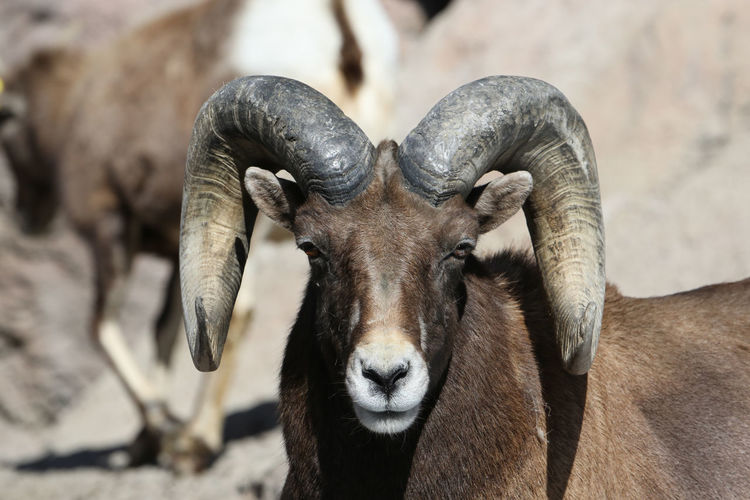 Close-up portrait of bighorn sheep