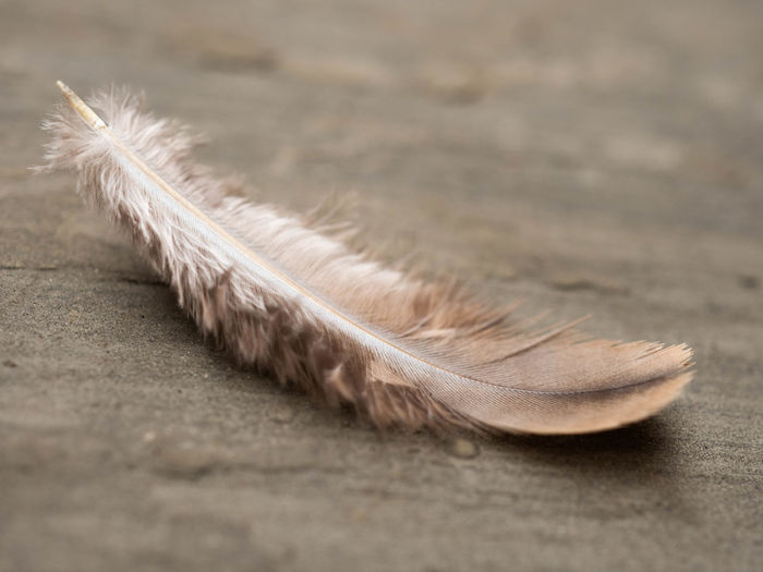 Close-up of feather on floor