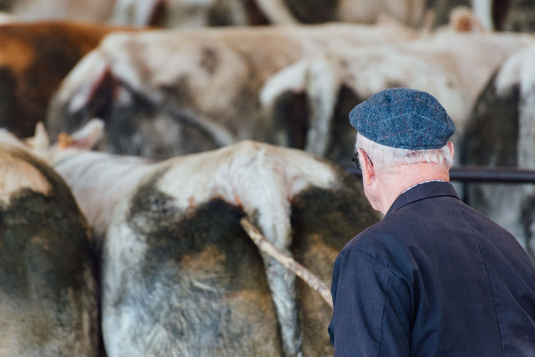 Rear view of senior man poking cow with stick at farm