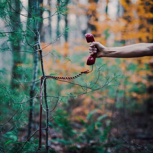 Cropped hand of man holding telephone by plant in forest