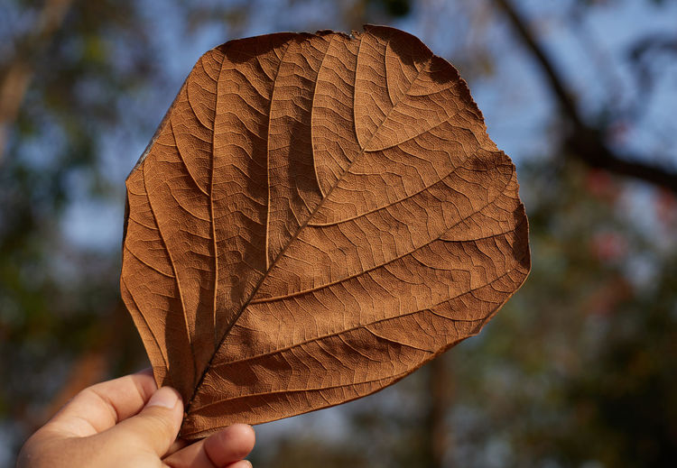 leaf