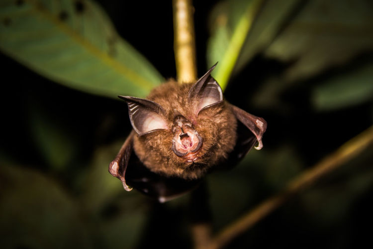 Close-up of bat