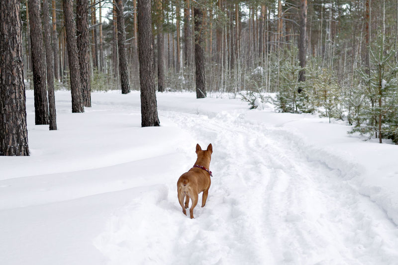American staffordshire terrier is walking on a snow in winter forest. back view.