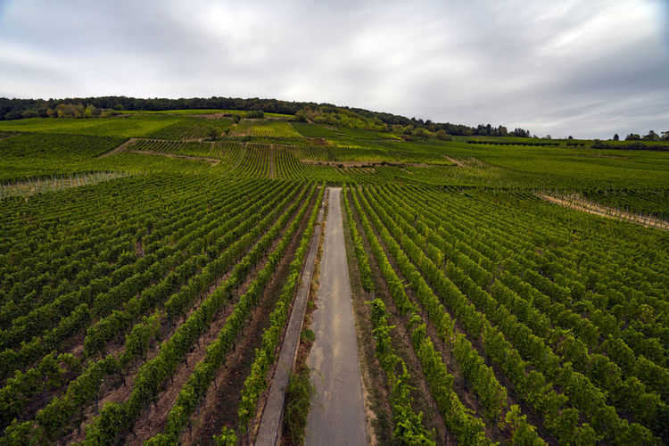 Scenic view of vineyard against sky