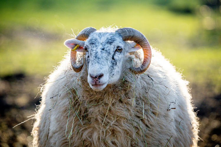 Sheep on field