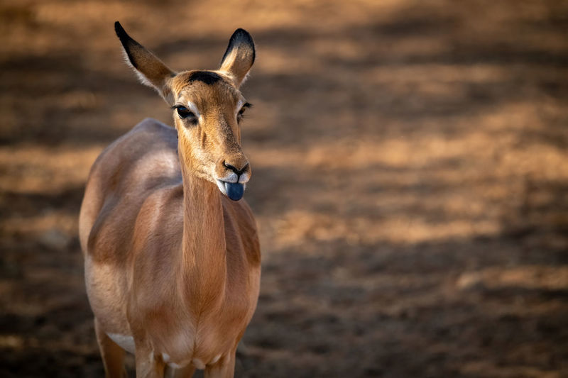 Close-up of female common impala extending tongue