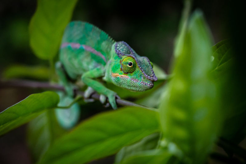 Close-up of a male phanter chameleon on leaf - madagascar - nosy sakatia - nosy be