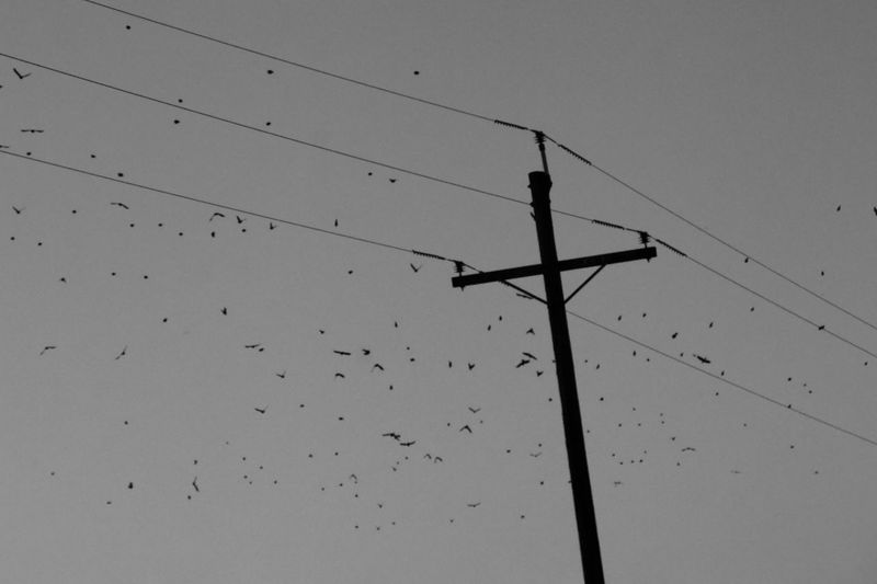 Low angle view of silhouette birds on electricity pylon against sky