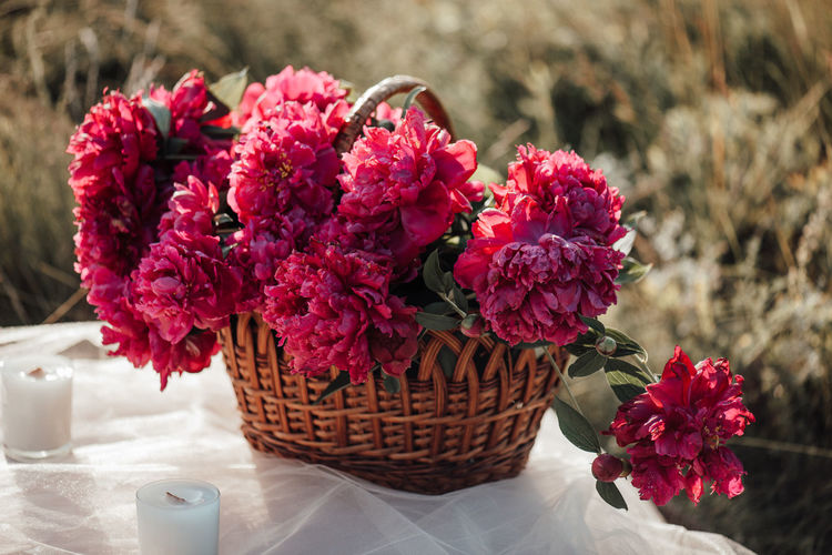 Close-up of pink flowering plant in basket on table
