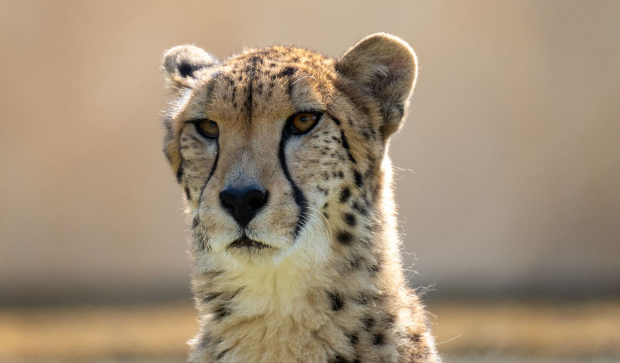 Close-up portrait of a cheetah 