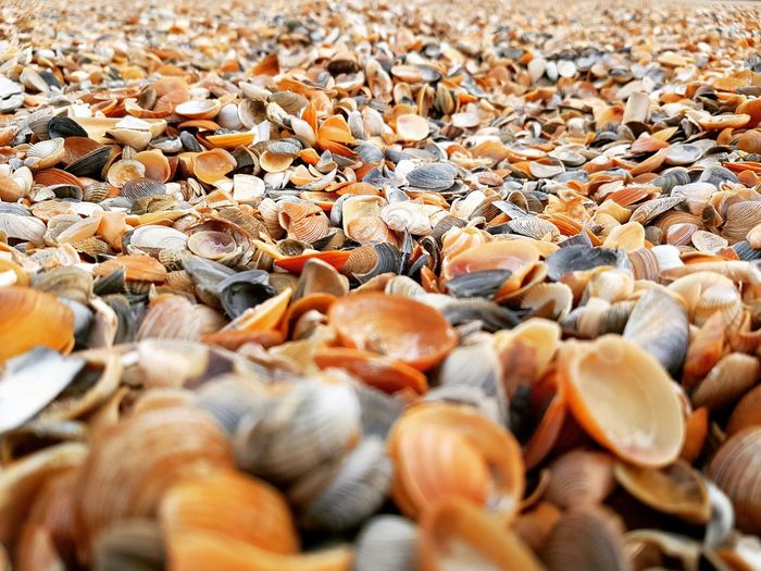 Full frame shot of seashells at beach