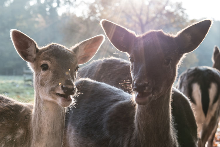Close-up portrait of deer