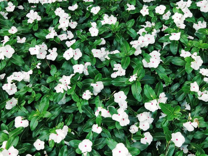 High angle view of white flowering plants
