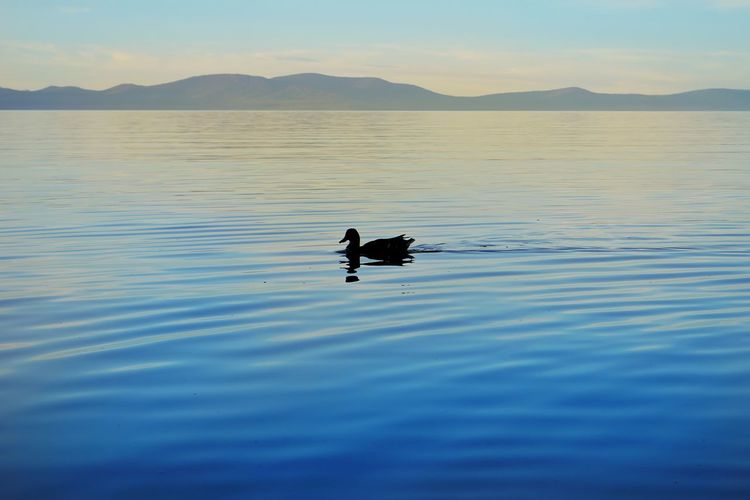 Silhouette ducks swimming in lake