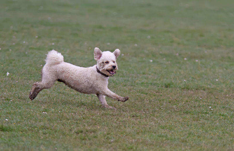 Dog running on field