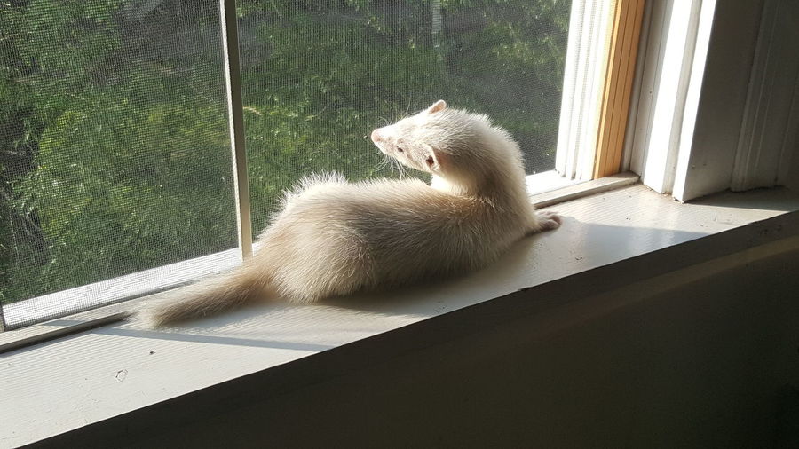 Ferret relaxing on window sill