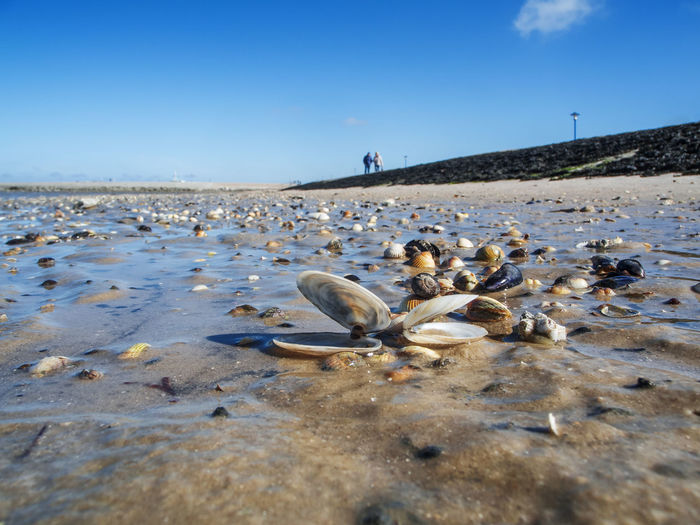 Low angle view of the wet beach with shells in east friesland at low tide with a blue