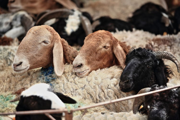 0160 flock of sheeps of the broad fat-tailed variety. hotan livestock market-xinjiang-china.