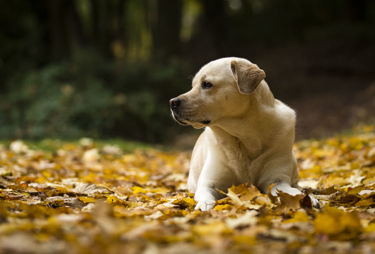 Close-up of dog on field