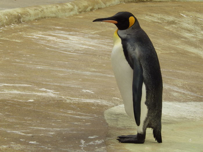 Emperor penguin at beach