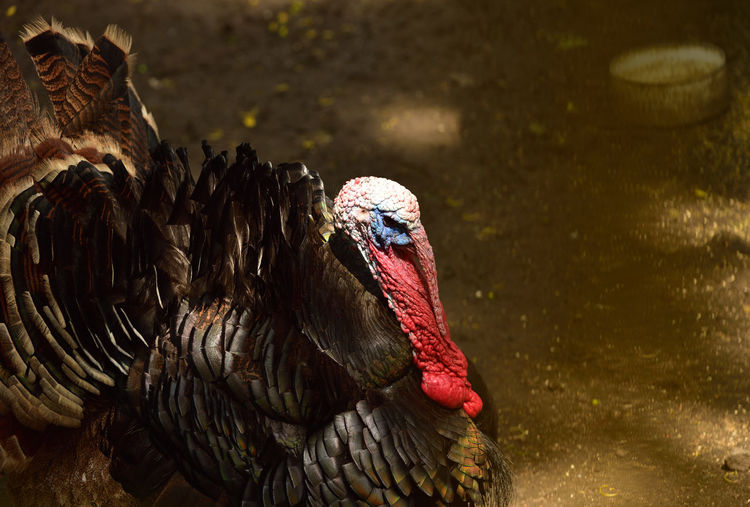 The turkey, meleagris gallopavo is a large bird in the genus meleagris, males of turkey 