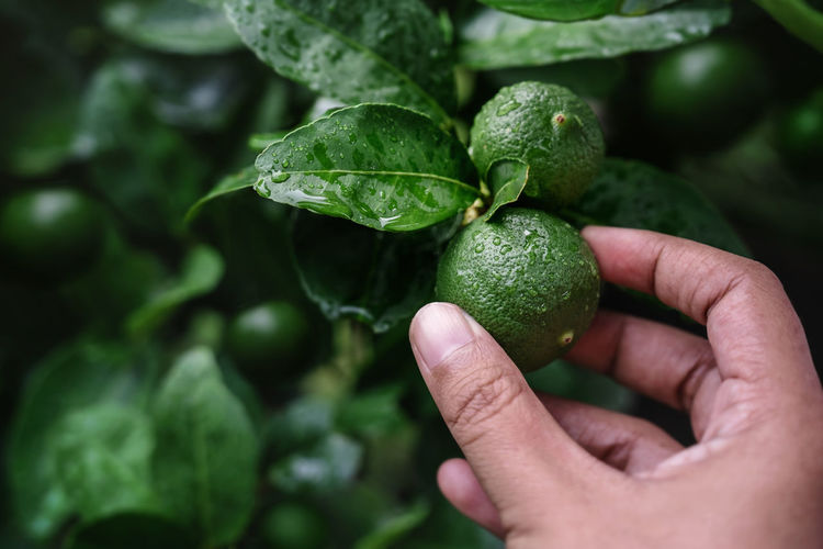 Close-up of hand holding lemon fruit outdoors
