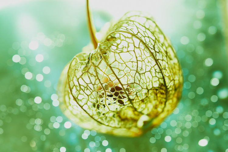 Close-up of winter cherry on green surface
