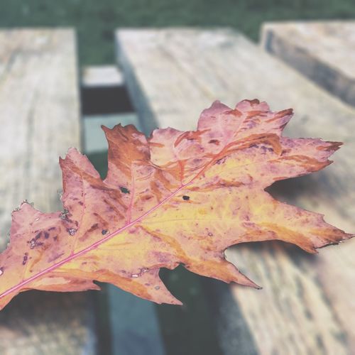 Close-up of maple leaves