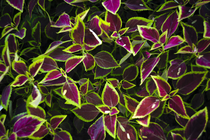 Full frame shot of flowering plant leaves