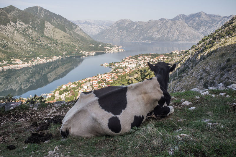 Cow sitting on field by lake against mountains