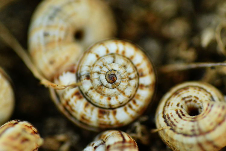 A closeup of snail's shell pattern