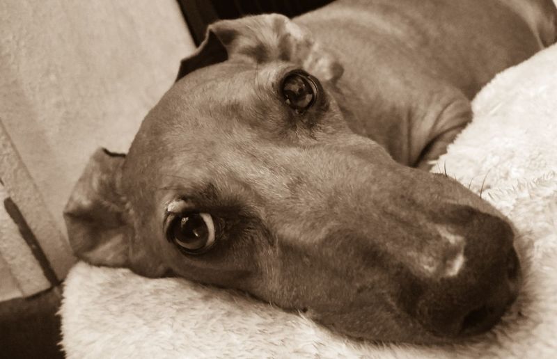 Close-up portrait of a dog lying down