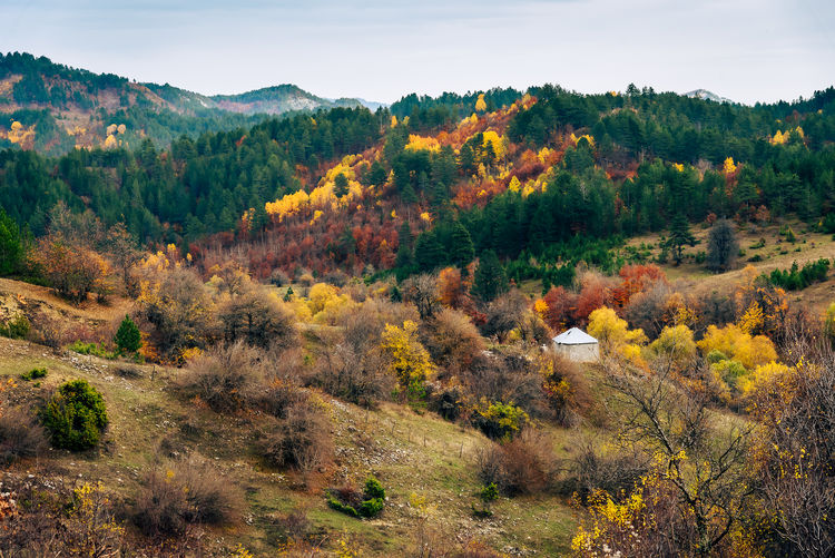 Scenic view of forest during autumn