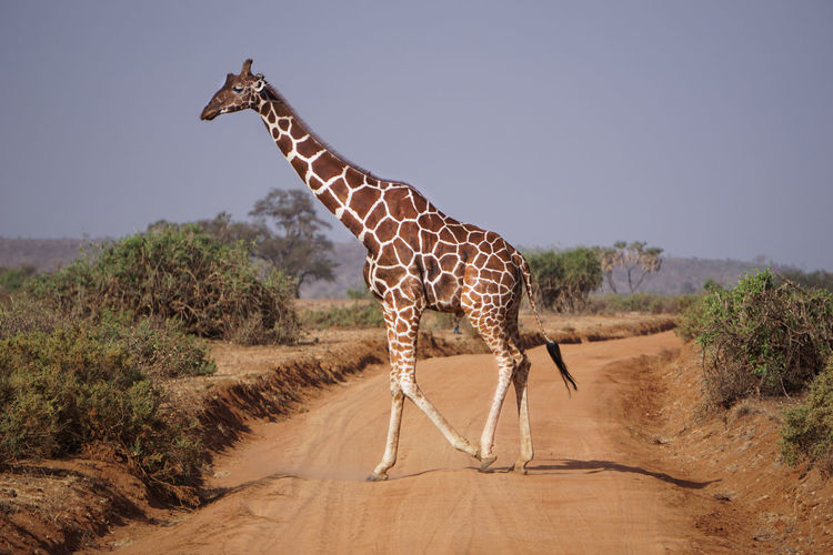 Giraffe standing on desert track road against sky