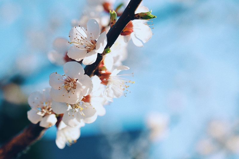 Close-up of cherry blossoms blooming outdoors