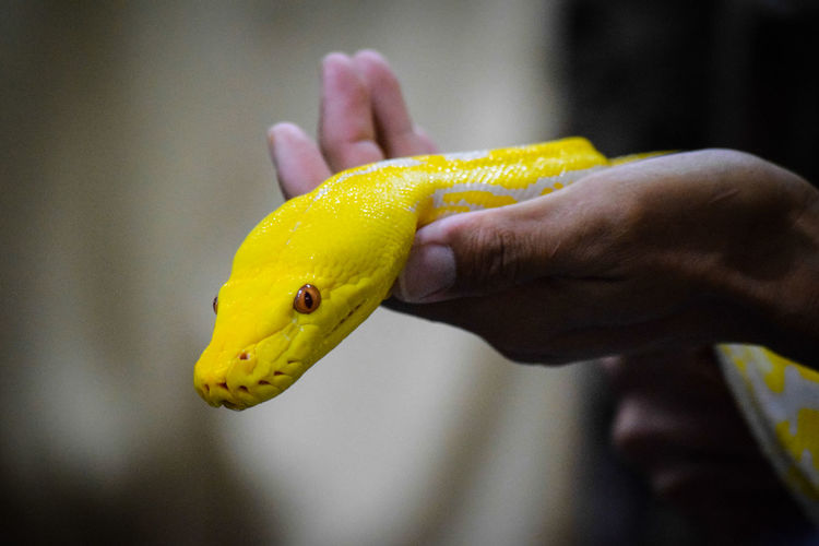 Close-up of man holding yellow leaf