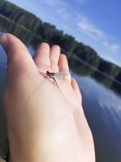 Midsection of person holding insect