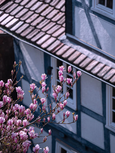 Close-up of pink flowering plant against building