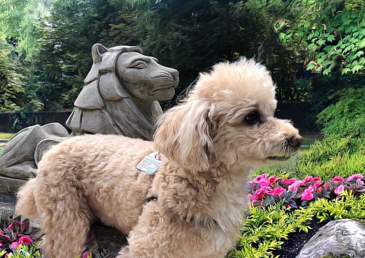 Close-up of a dog