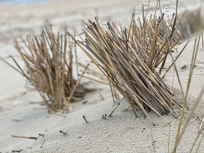Close-up of dry plants on beach