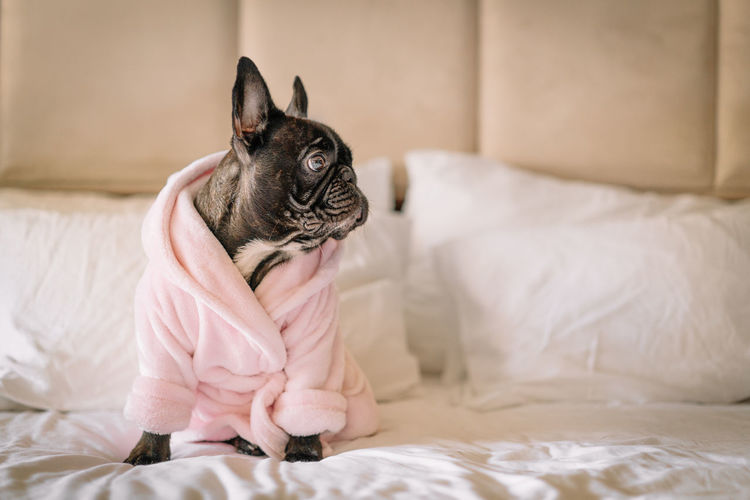 Close-up of dog sleeping on bed at home