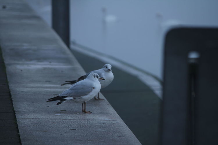 Close-up of seagulls on retaining wall