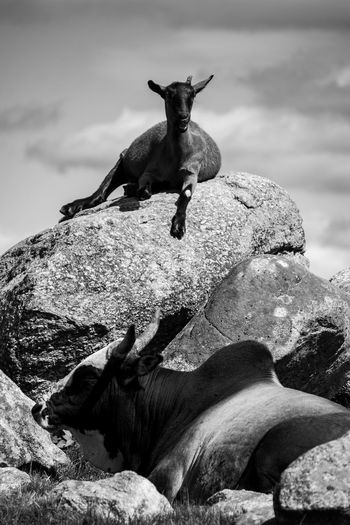 View of horse on rock against sky