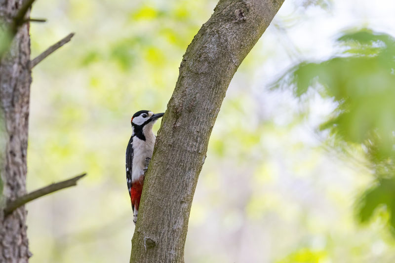 A spotted woodpecker sits on a tree