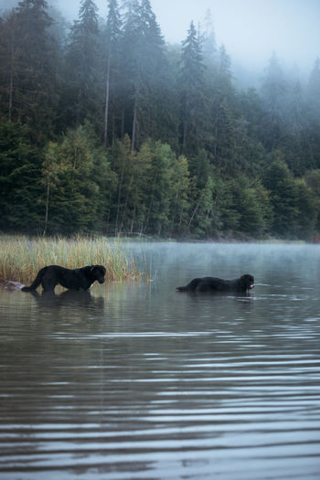 Two dogs swimming in the foggy forest lake