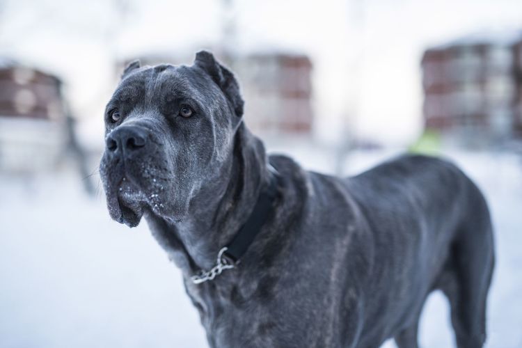 Close-up of cane corso during winter