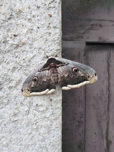 Close-up of a saturnia pavonia, or saturnia pyri moth on wall