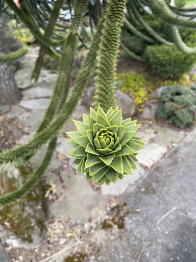 Araucaria araucana tree close-up