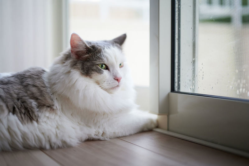 Portrait of white cat sitting beside window at home